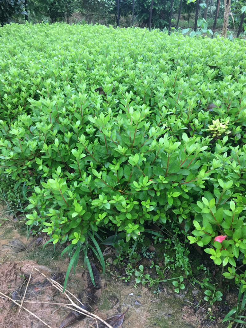 夏鹃苗，苗子粗壮，根系发达，农户直销。。