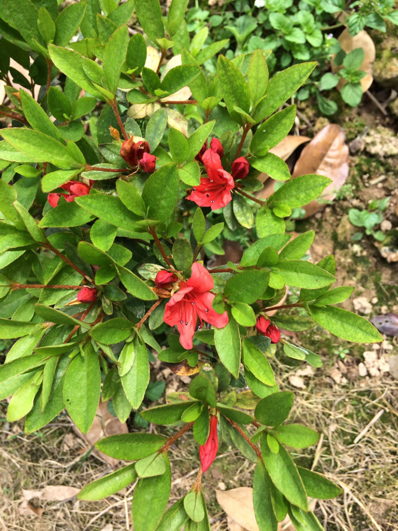 夏鹃苗，苗子粗壮，根系发达，农户直销。。