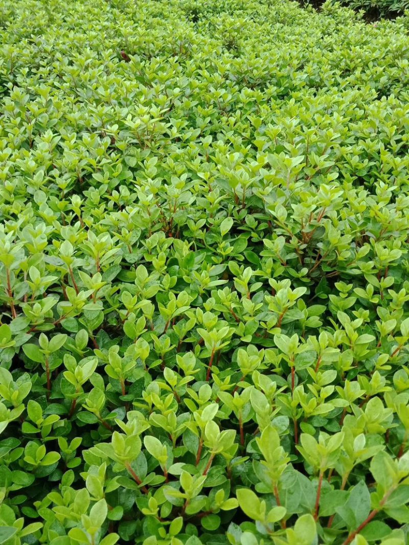 夏鹃苗，苗子粗壮，根系发达，农户直销。。
