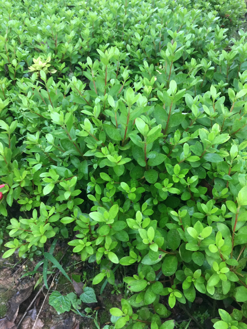 夏鹃苗，苗子粗壮，根系发达，农户直销。。