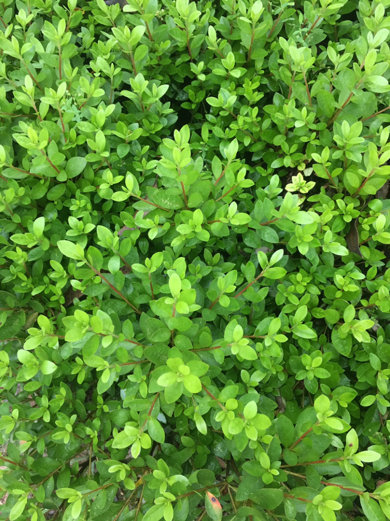 夏鹃苗，苗子粗壮，根系发达，农户直销。。