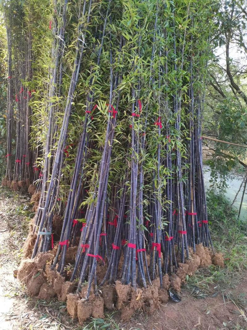 紫竹，1公分—3公分左右，现挖现卖老移植，新移植都有