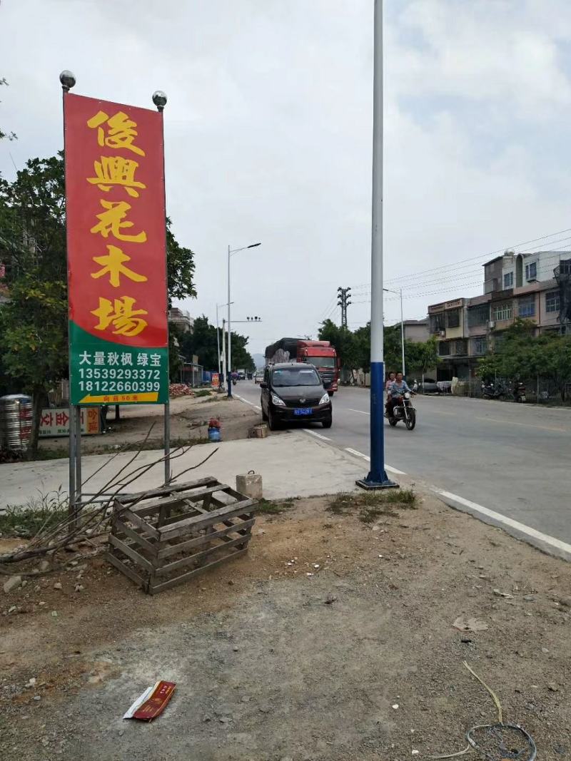 大量凤凰木5--12分