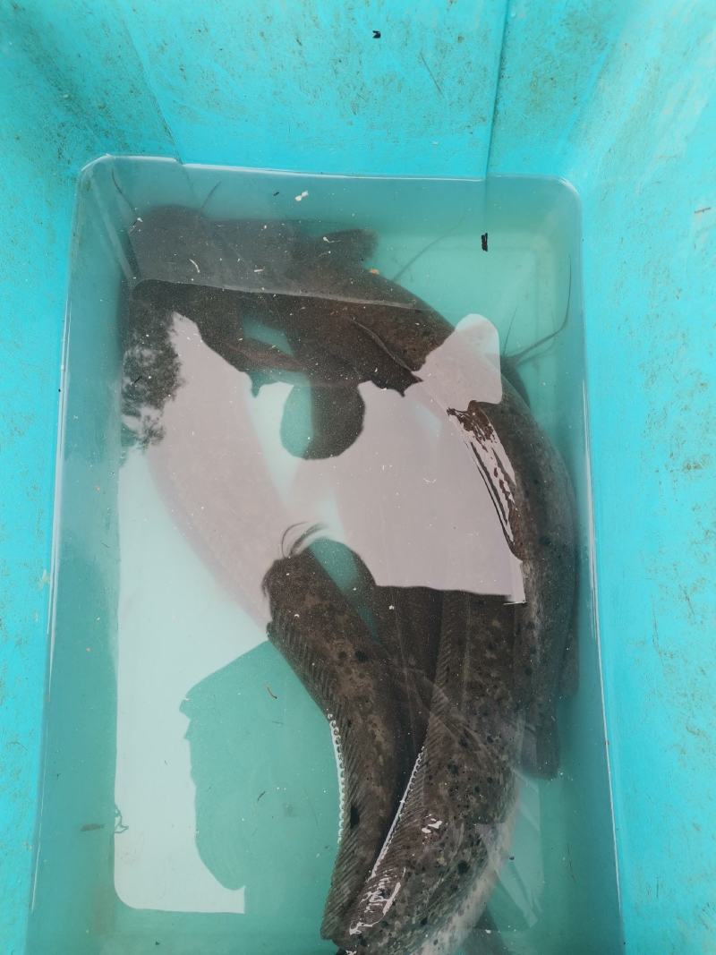 清水鲶鱼欢迎老板下单。。。