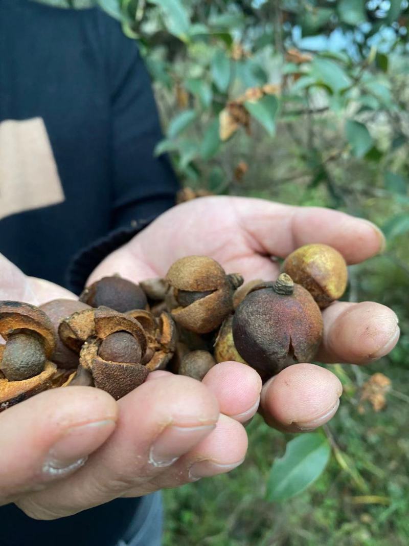 湖南湘西深山野生茶油籽，如果联系我的请讲到一亩地看到的