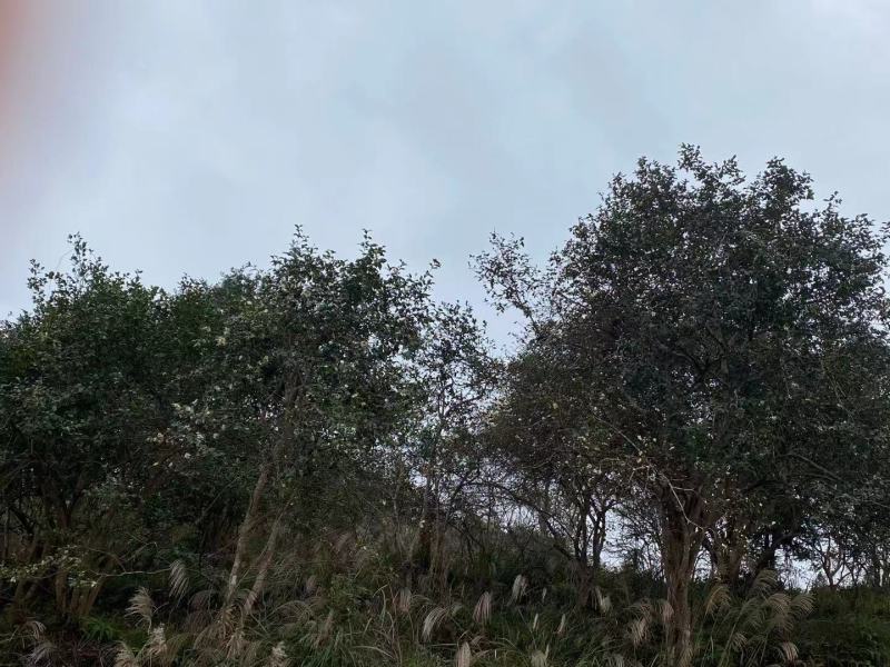 湖南湘西深山野生茶油籽，如果联系我的请讲到一亩地看到的