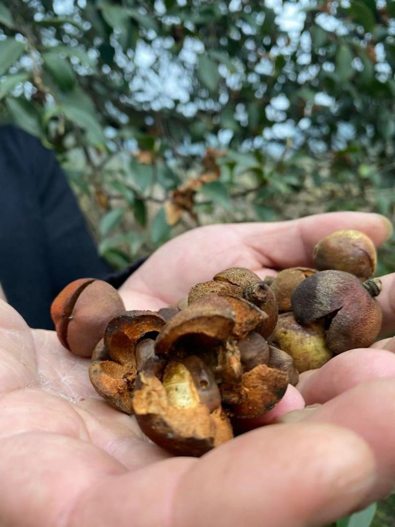 湖南湘西深山野生茶油籽，如果联系我的请讲到一亩地看到的