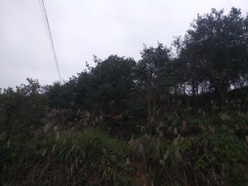 湖南湘西深山野生茶油籽，如果联系我的请讲到一亩地看到的