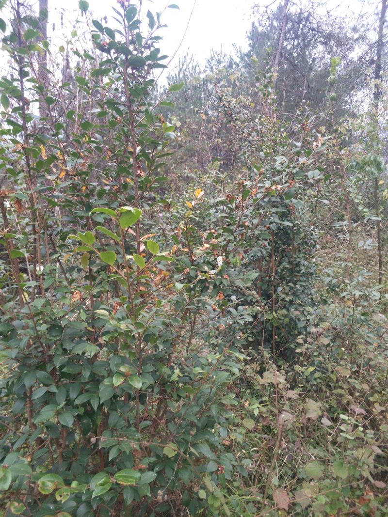 湖南湘西深山野生茶油籽，如果联系我的请讲到一亩地看到的