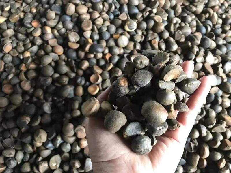 湖南湘西深山野生茶油籽，如果联系我的请讲到一亩地看到的