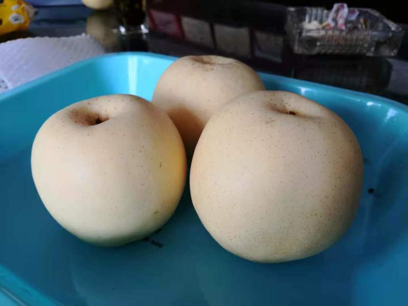 河北邢台威县，（威梨五百万斤开始卖了）新梨七，雪青。