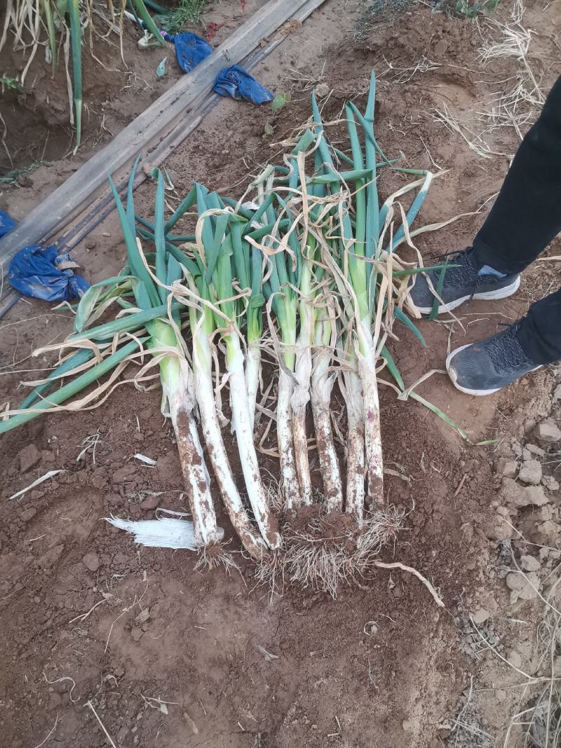 长白大葱邯郸永年顾小营蔬菜交易市场