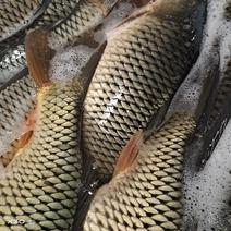 大型水库鲤鱼，质量好价格优，可以下塘养殖垂钓。