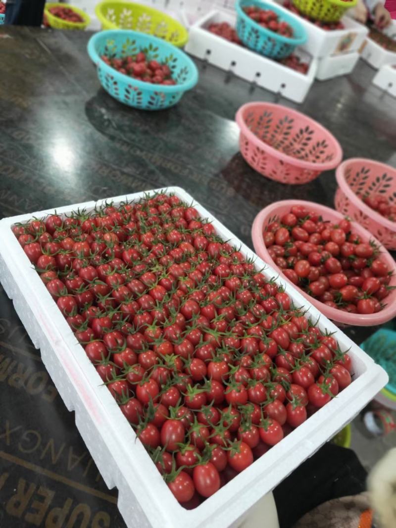 海南陵水老牌千禧小番茄