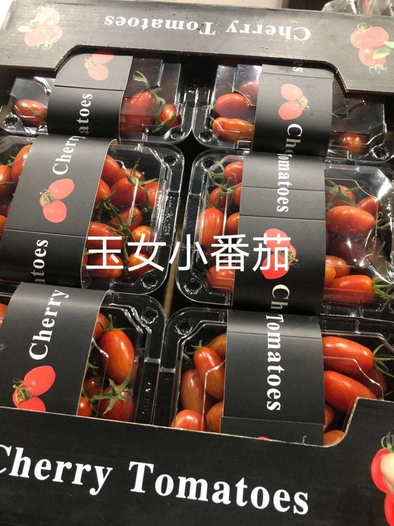 台湾玉女小番茄精品礼盒