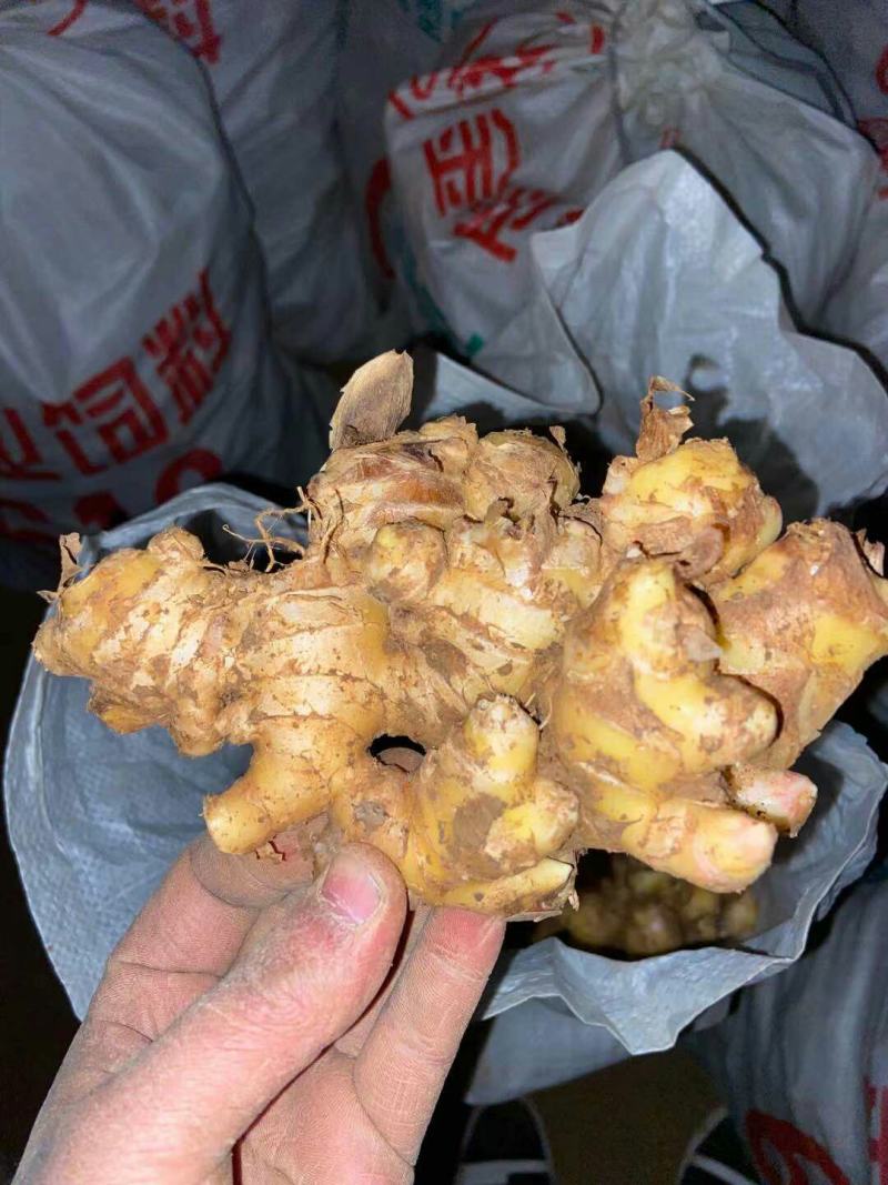 南阳市沙土优质小黄姜大量出售