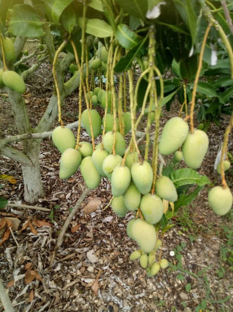 海南大小台农芒果直发