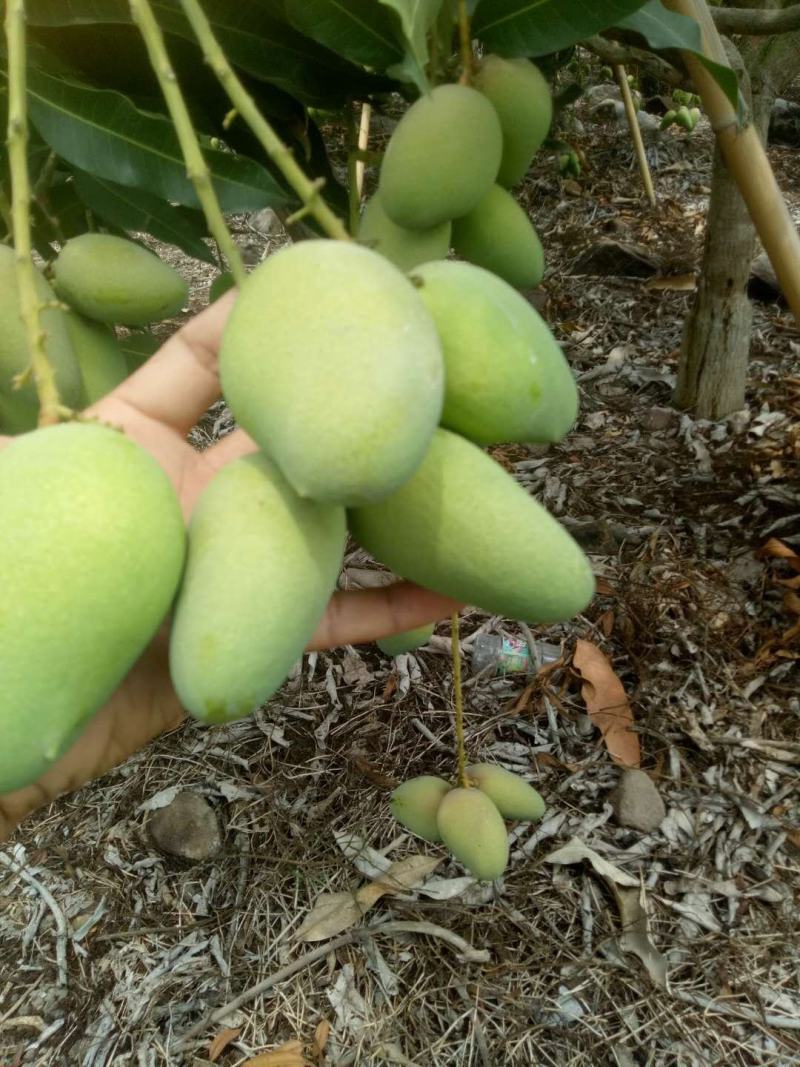 海南大小台农芒果直发
