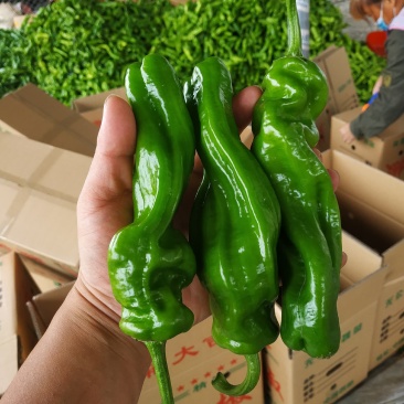 夏邑薄皮鲜辣椒，万亩大棚辣椒基地，可视频看货大量供货