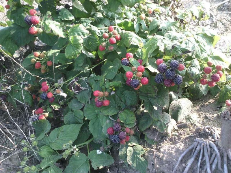 黑树莓黑树莓苗露地户外种植种苗介绍黑树莓果苗黑树莓批发