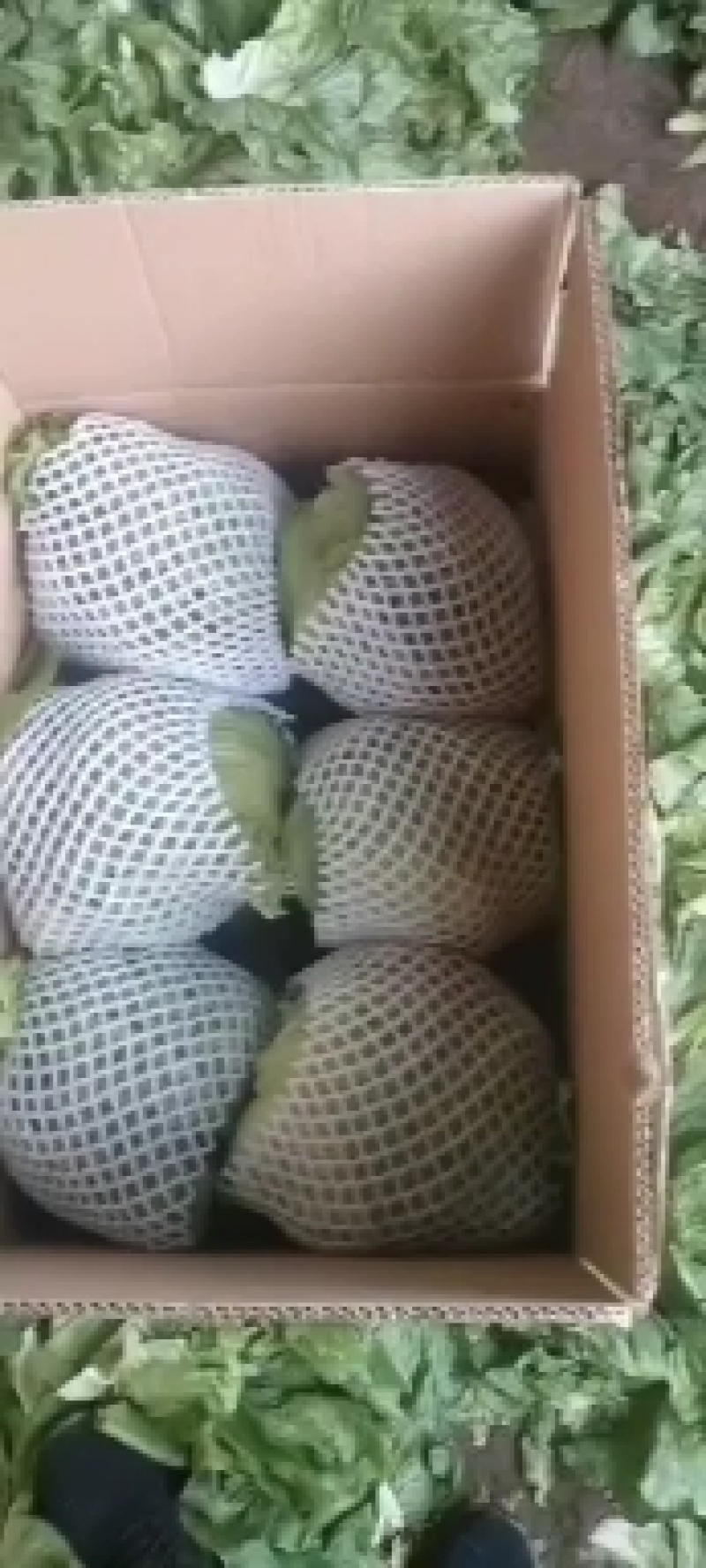 唐山市滦南县精品结球生菜