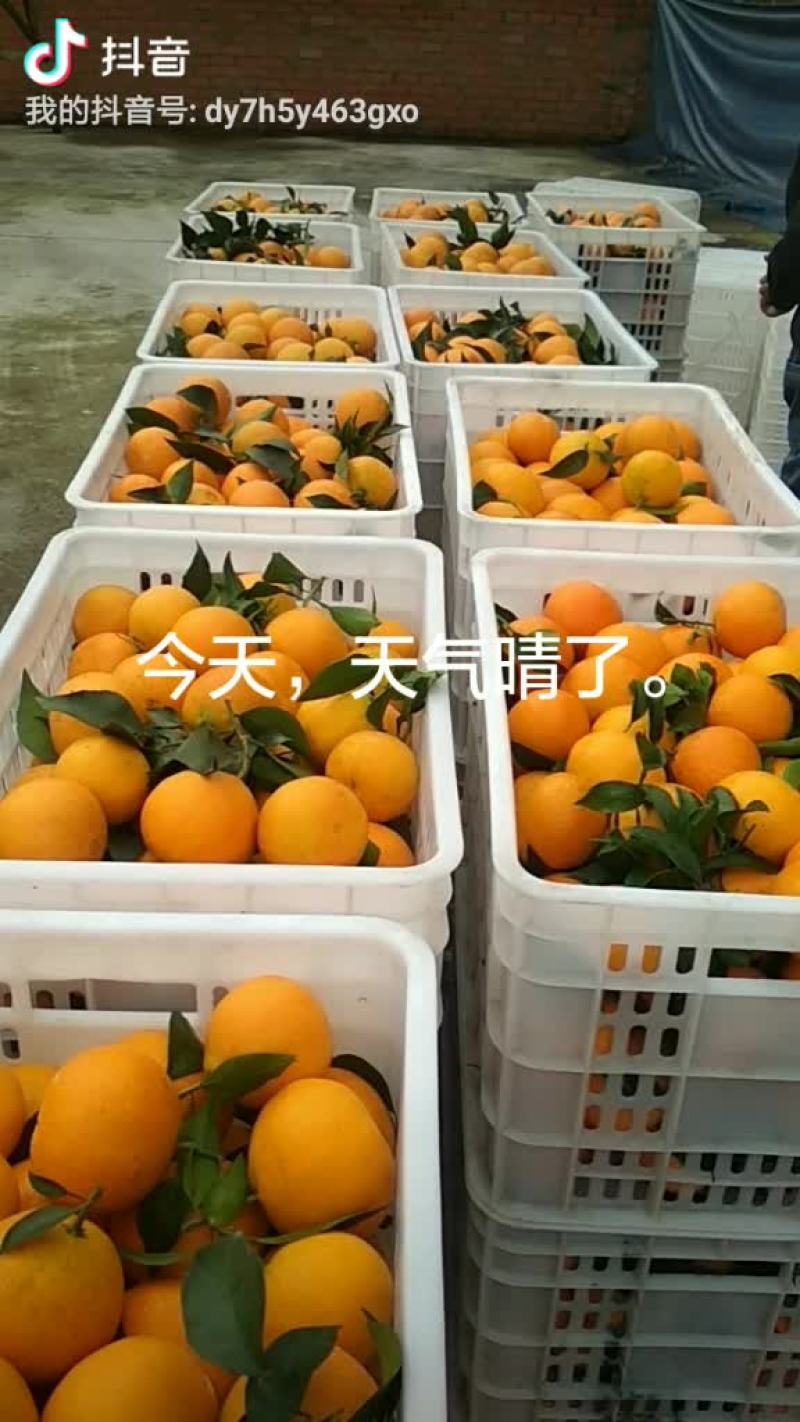 蒲冮爱媛果冻橙己上市皮薄味甜，量大从优一手货源