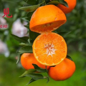 蒲冮爱媛果冻橙己上市皮薄味甜，量大从优一手货源