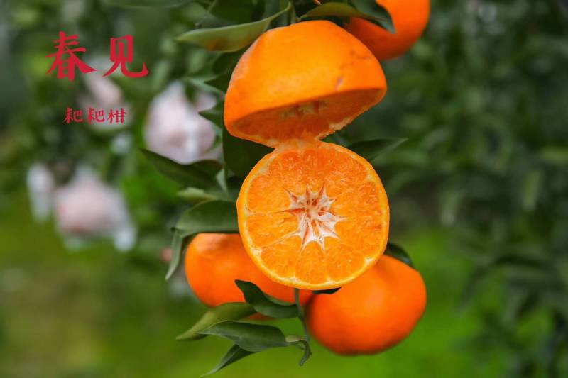 蒲冮爱媛果冻橙己上市皮薄味甜，量大从优一手货源