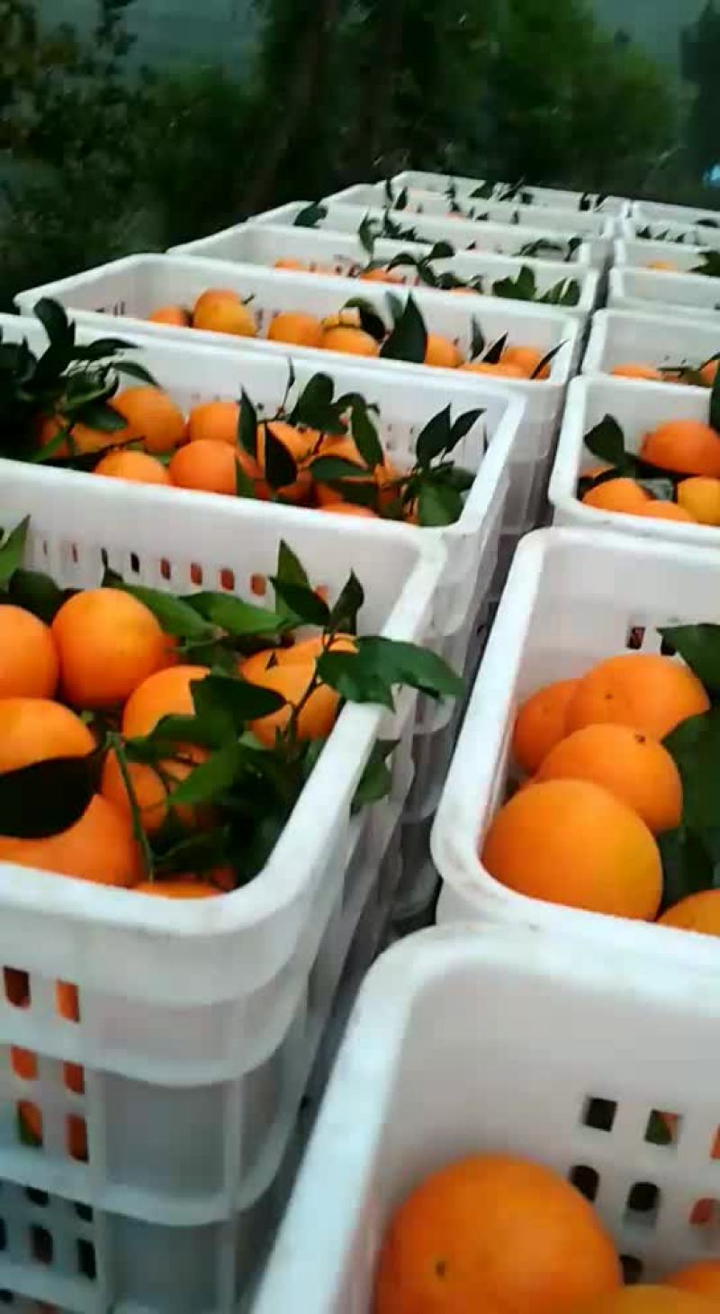 蒲冮爱媛果冻橙己上市皮薄味甜，量大从优一手货源