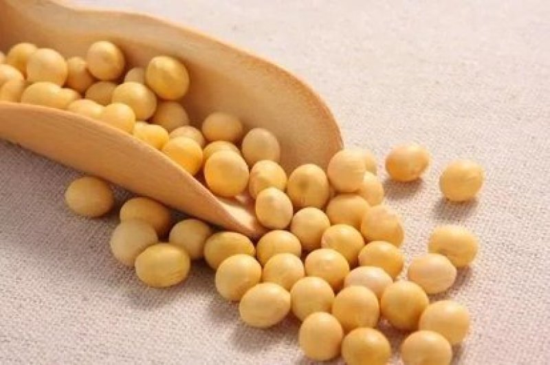 大豆腐熟发酵有机菌肥底肥缓释肥豆柏枯草芽孢杆菌代替羊粪