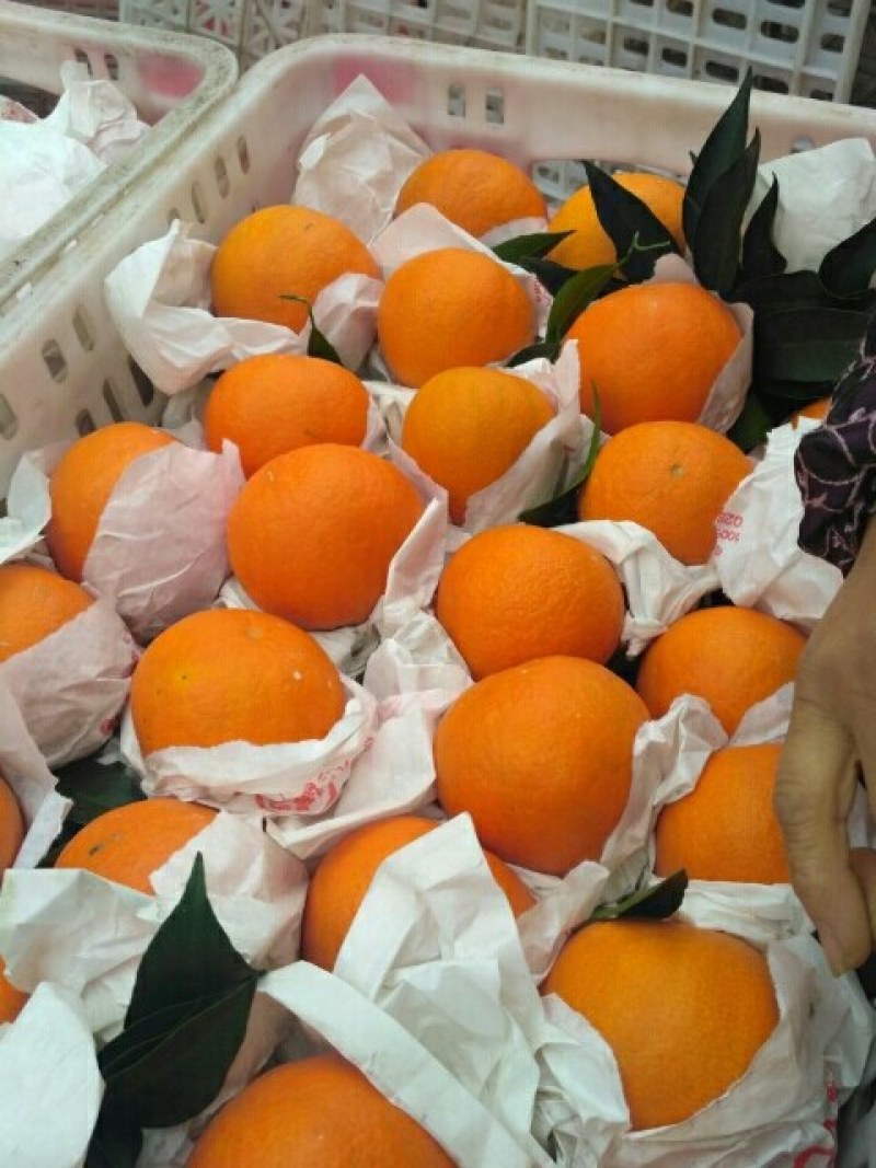 蒲冮爱媛果冻橙己上市皮薄味甜，量大从优一手货源