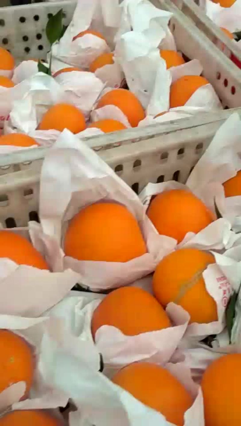 蒲冮爱媛果冻橙己上市皮薄味甜，量大从优一手货源