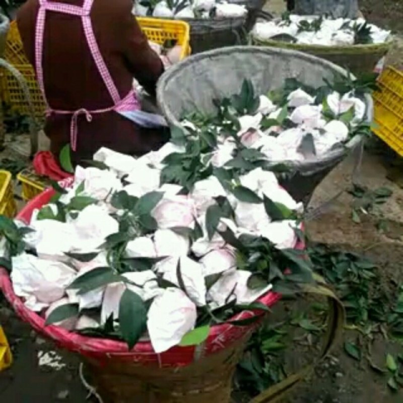 蒲冮爱媛果冻橙己上市皮薄味甜，量大从优一手货源