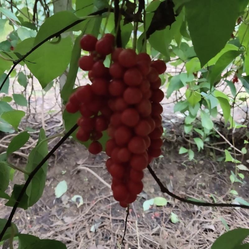 五味子苗苗壮根系发达芽眼饱满高产抗病易成活