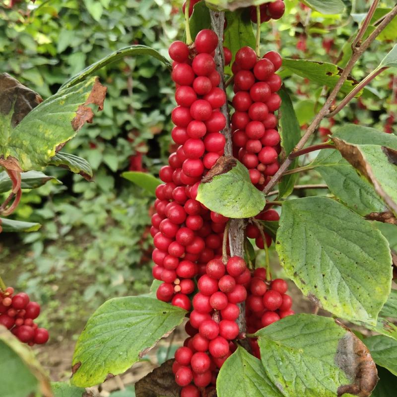 五味子苗苗壮根系发达芽眼饱满高产抗病易成活