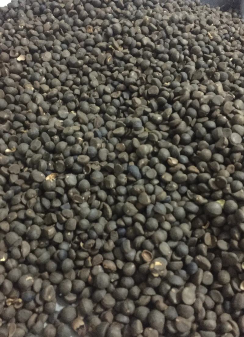 贵州黔西南贞丰野生籽榨油量百分之三十有需要的油茶朋友