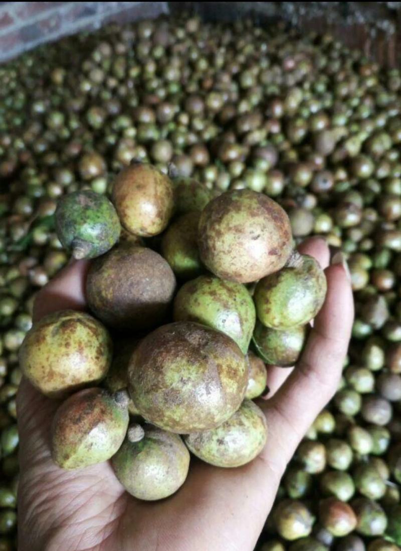 贵州黔西南贞丰野生籽榨油量百分之三十有需要的油茶朋友
