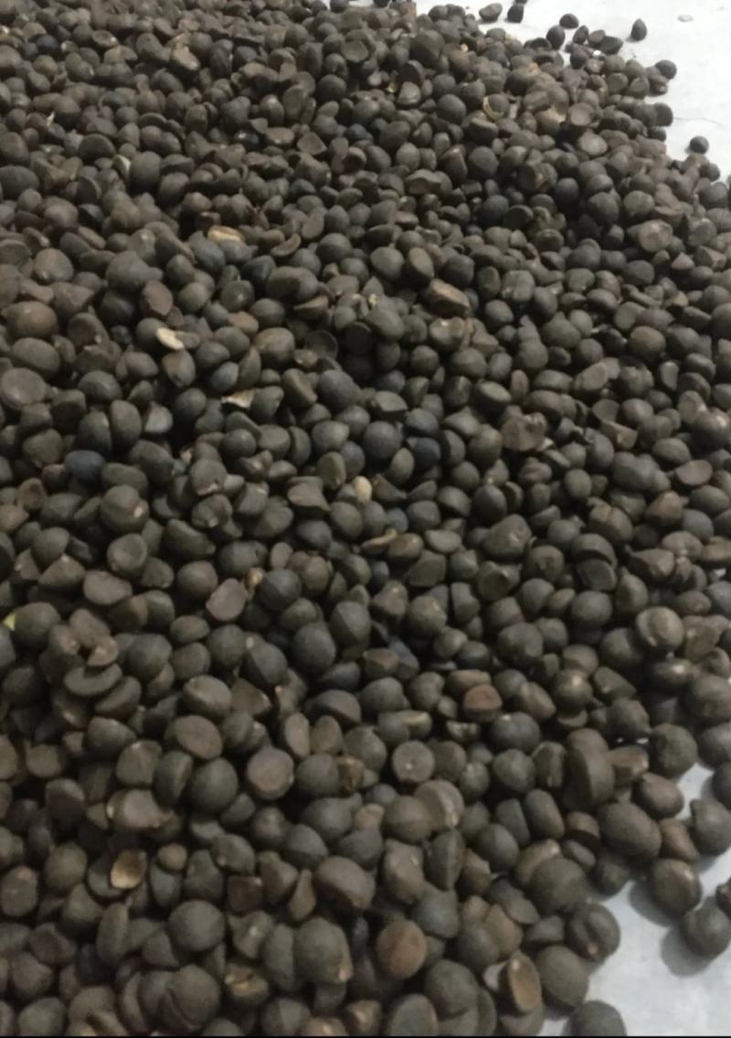 贵州黔西南贞丰野生籽榨油量百分之三十有需要的油茶朋友