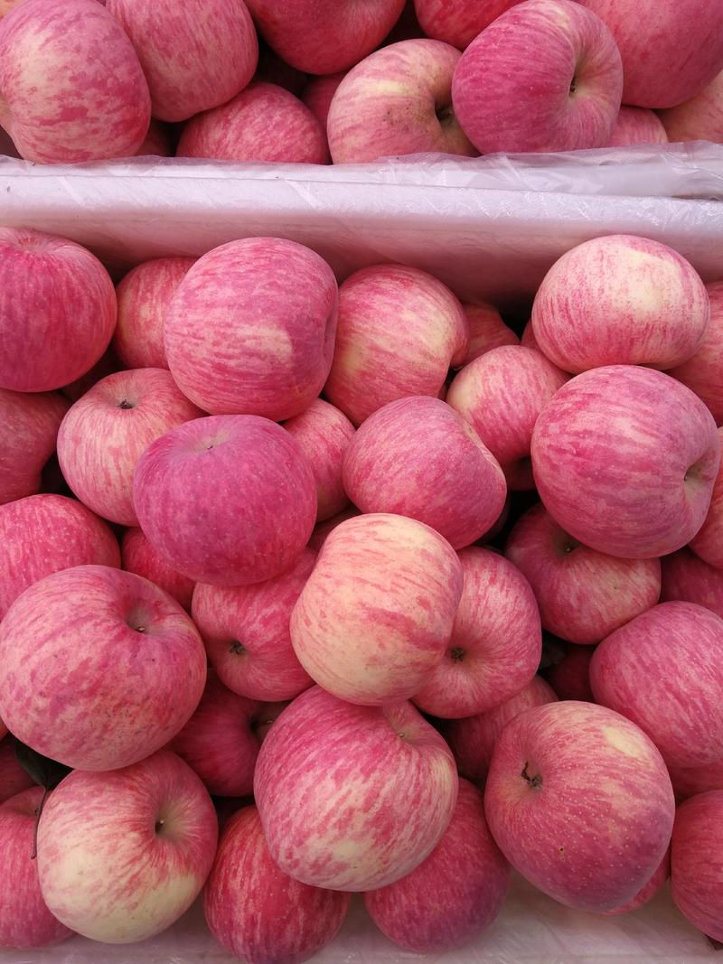 红富士苹果大量出库没有客商收购急坏了果农，欢迎全国客商前