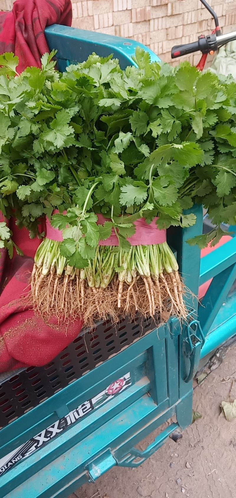 大叶香菜20~30厘米