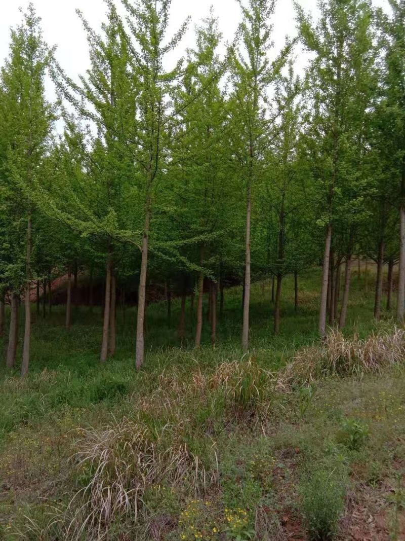 精品田园银杏树，树形优美