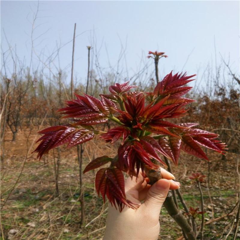 红油香椿苗红油6号香椿苗大棚用香椿苗提供技术包成功