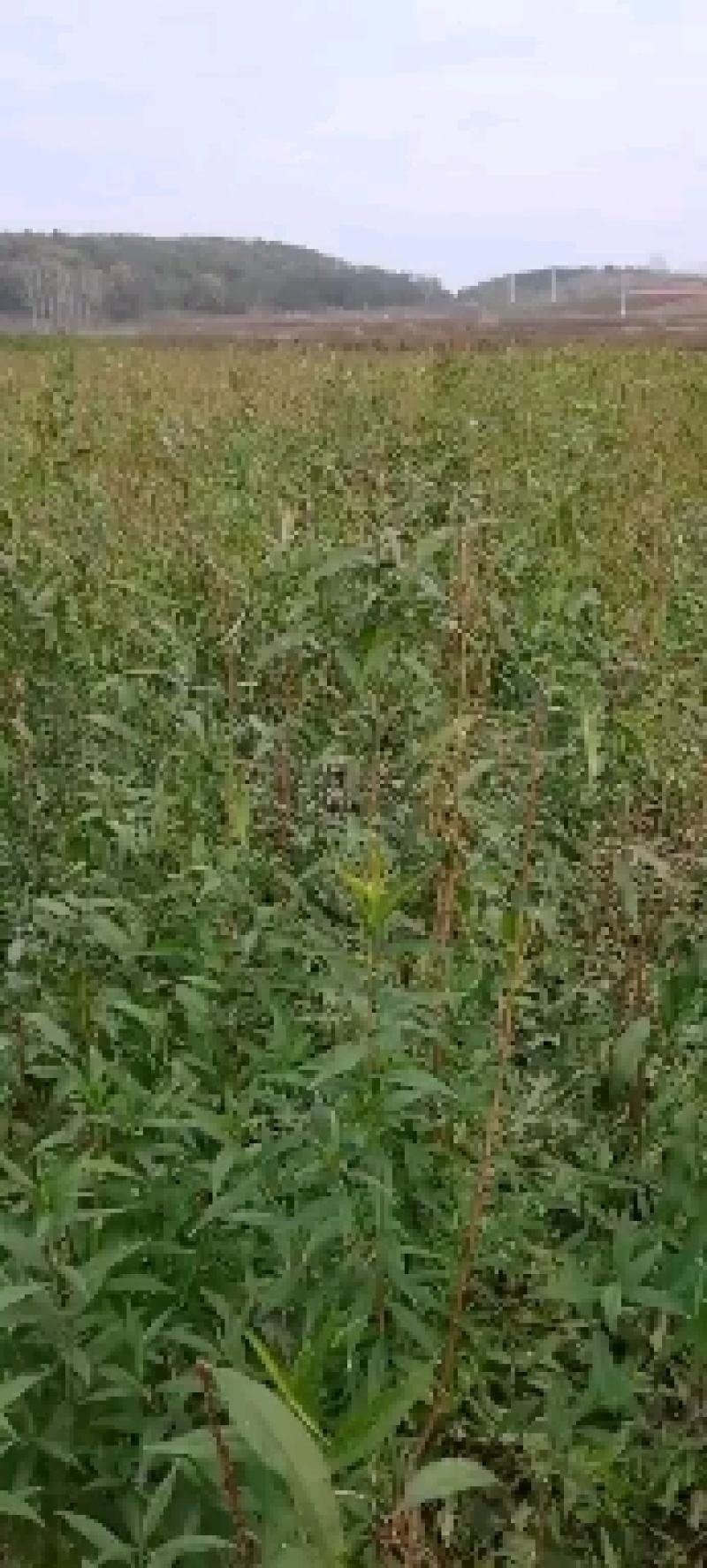 冬桃苗水蜜桃苗，黄桃树苗，油蟠，黄蟠，冬桃树苗