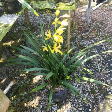 广州慧卉花艺园专业兰花批发