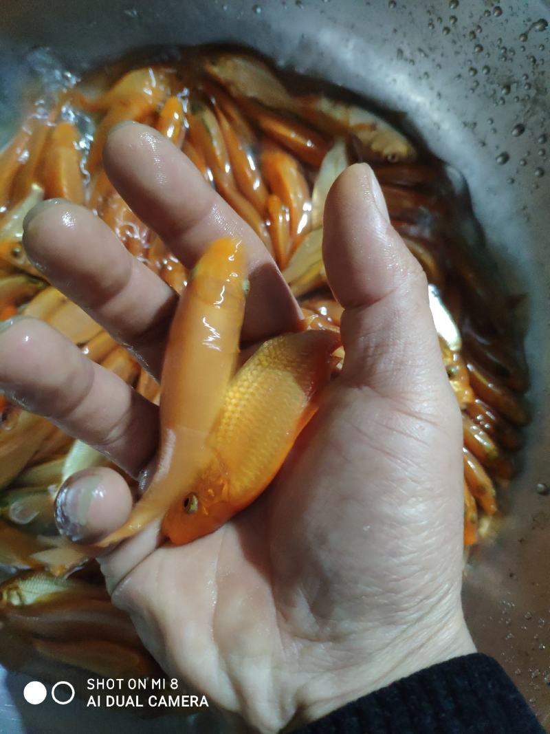 红鲤鱼苗，各品种红鲤鱼苗。
