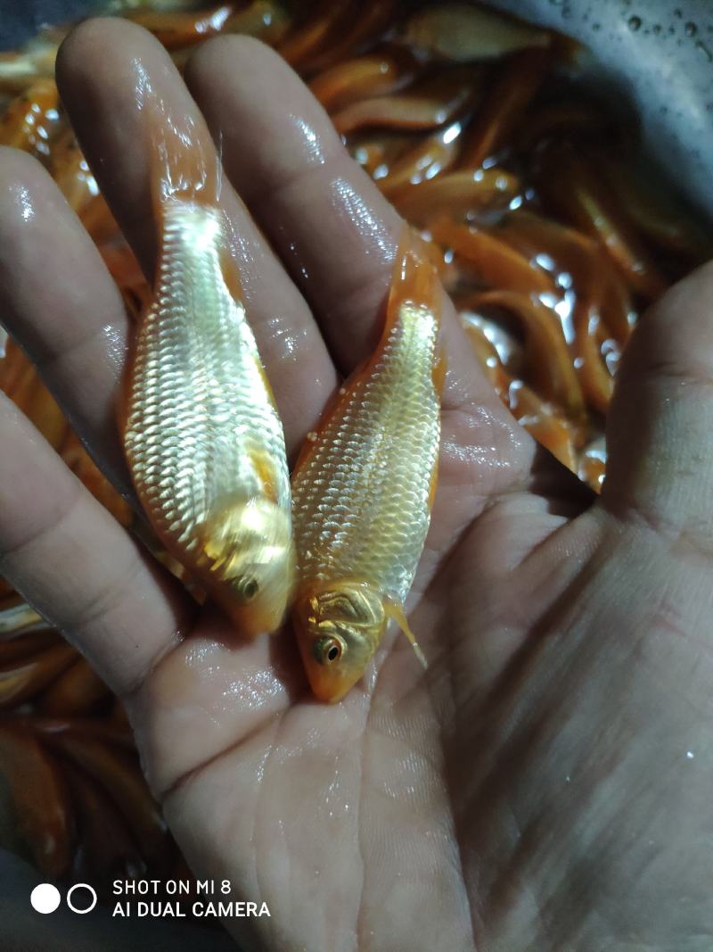 红鲤鱼苗，各品种红鲤鱼苗。