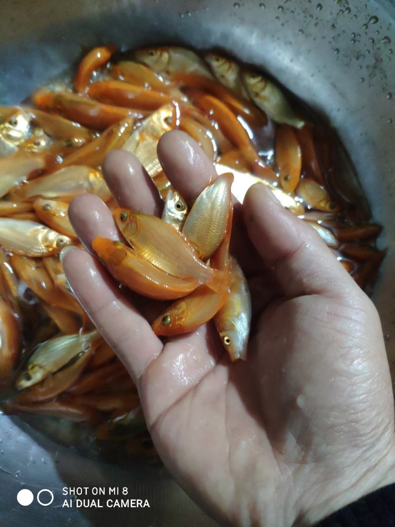 红鲤鱼苗，各品种红鲤鱼苗。