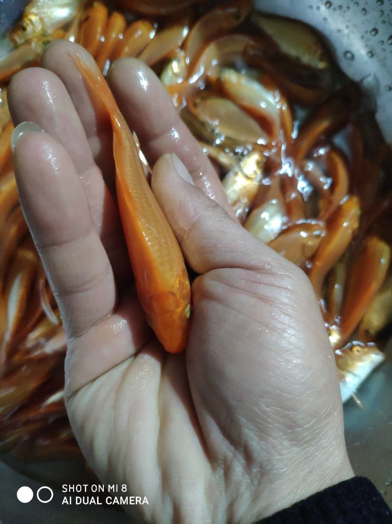 红鲤鱼苗，各品种红鲤鱼苗。
