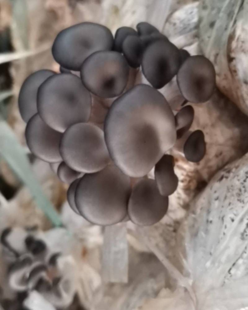 鲜品平菇，袖珍菇自种自销，为咱当地百姓提供新鲜蔬菜
