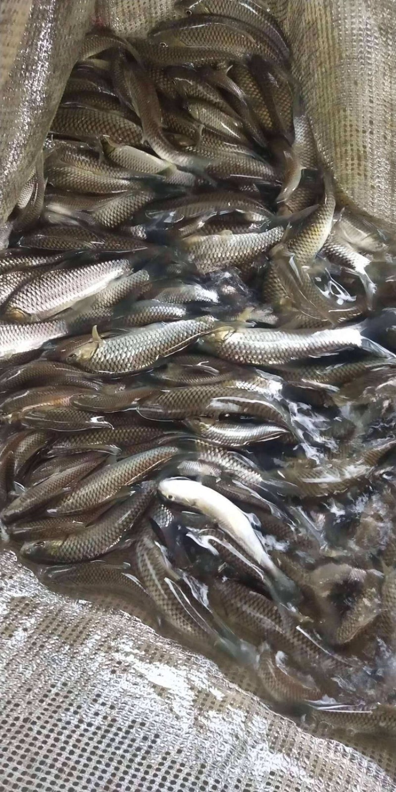 出售草鱼一两寸鱼一塘